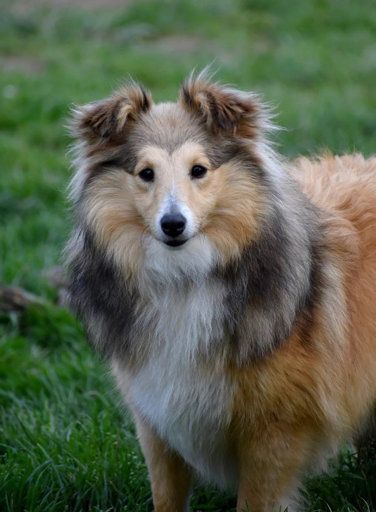 Les Shetland Sheepdog de l'affixe Astra Meum