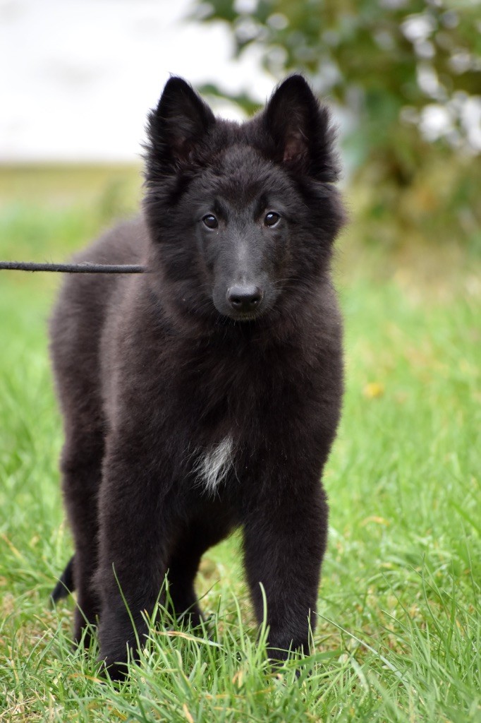 Astra Meum - Chiot disponible  - Berger Belge