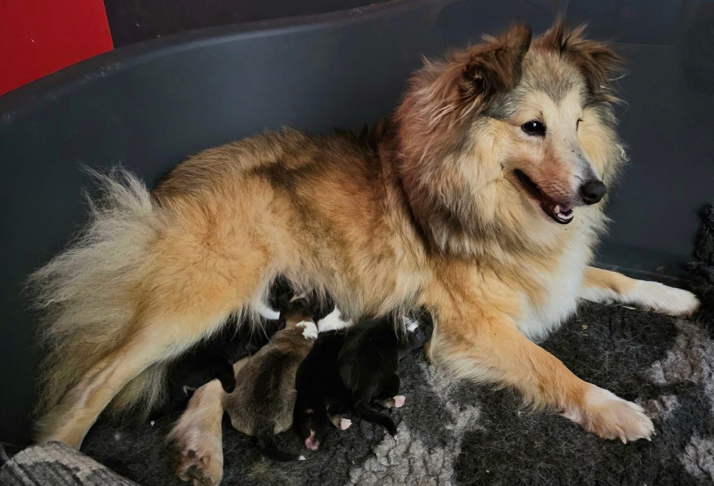 chiot Shetland Sheepdog Astra Meum