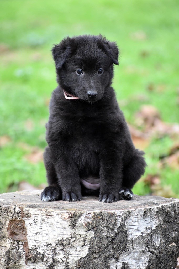 Astra Meum - Chiot disponible  - Berger Belge