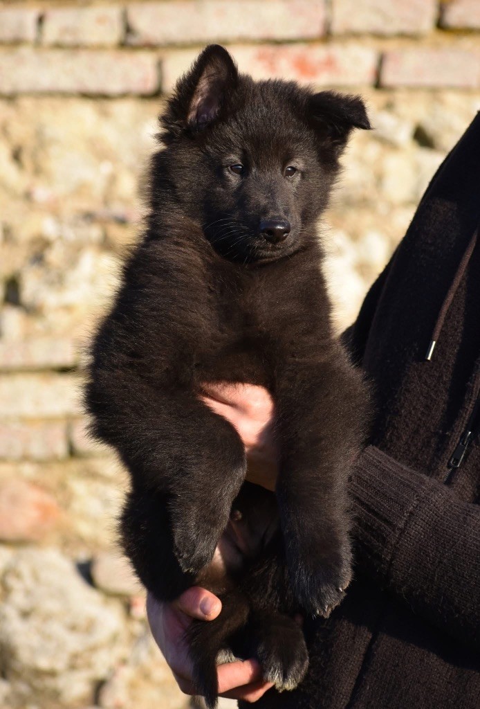 Astra Meum - Chiot disponible  - Berger Belge