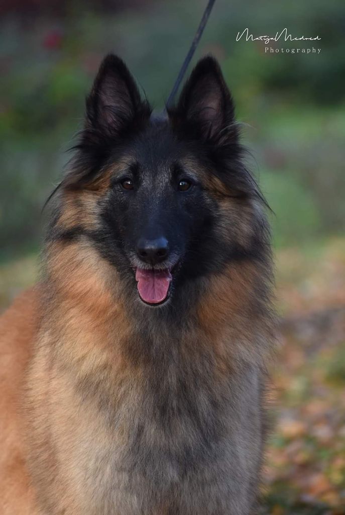 CH. Mona lisa des Famonadyns