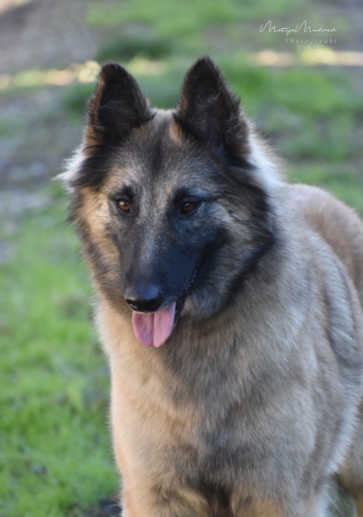 Niagara Falls Astra Meum