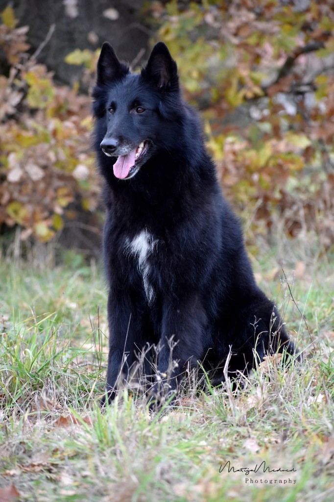 Kaliope Astra Meum