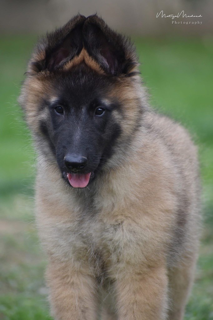 Astra Meum - Chiots disponibles - Berger Belge