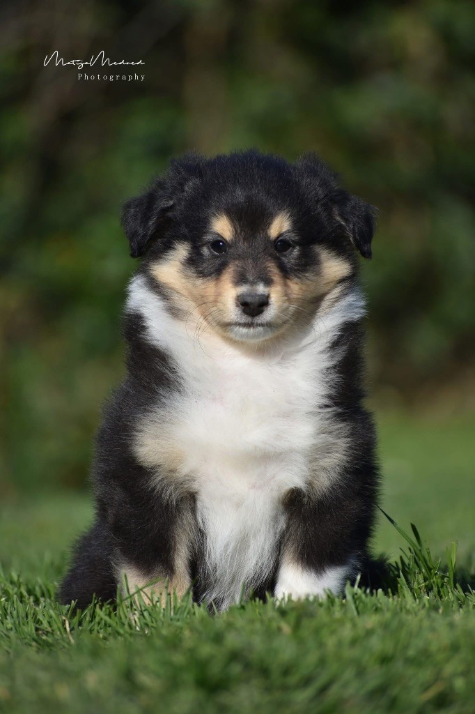 Astra Meum - Chiots disponibles - Shetland Sheepdog