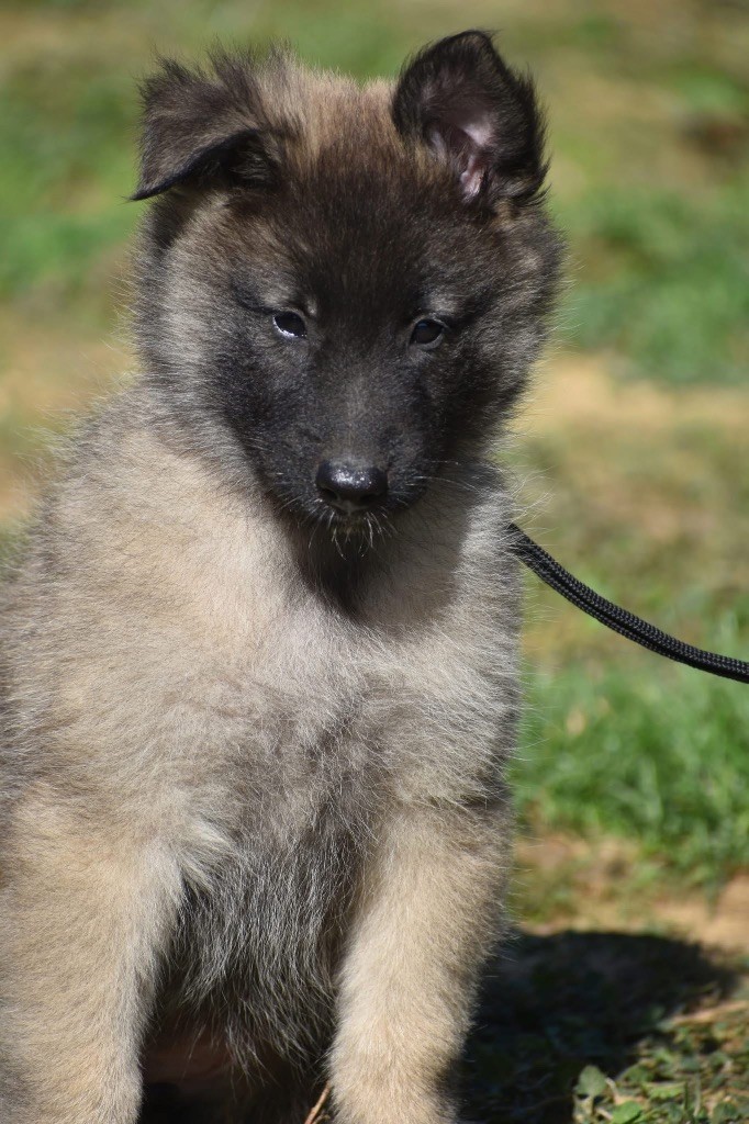 Astra Meum - Chiots disponibles - Berger Belge