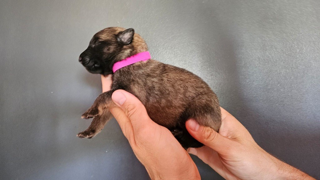 Astra Meum - Chiots disponibles - Berger Belge