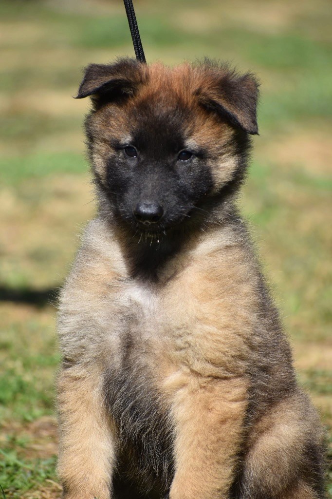 Astra Meum - Chiots disponibles - Berger Belge