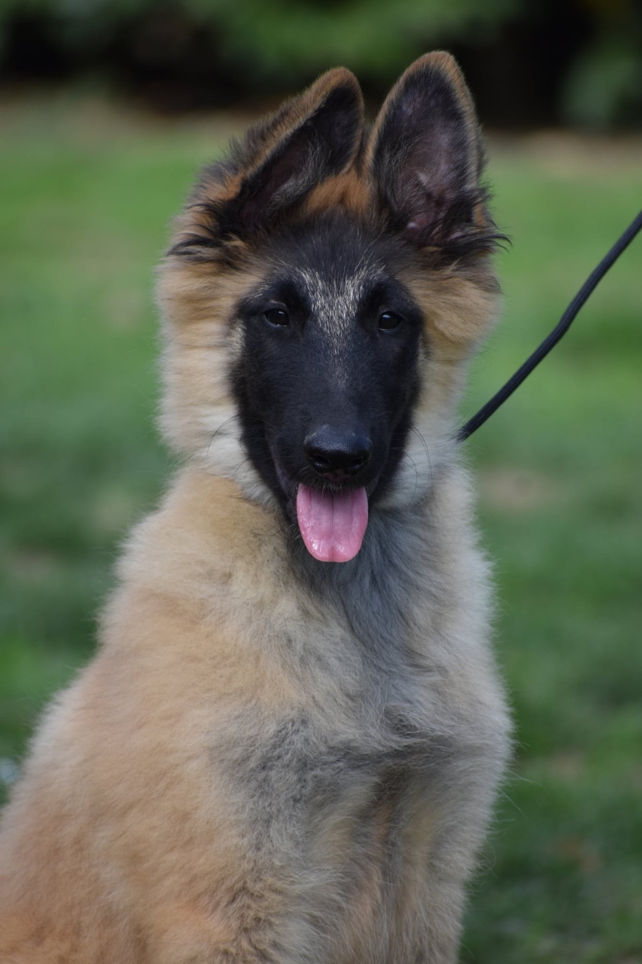 Astra Meum - Chiots disponibles - Berger Belge