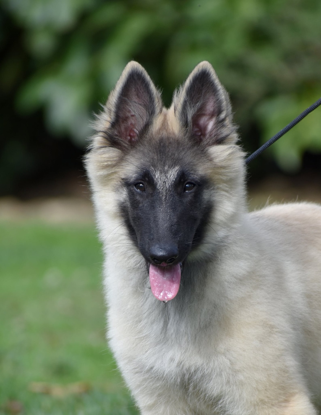 Astra Meum - Chiots disponibles - Berger Belge