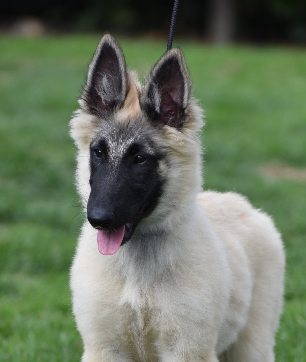 Astra Meum - Chiots disponibles - Berger Belge