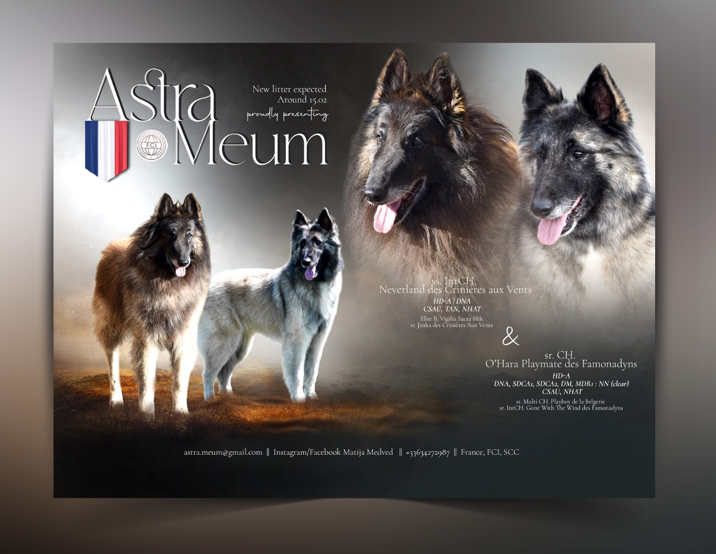 Astra Meum - Berger Belge - Portée née le 13/02/2026