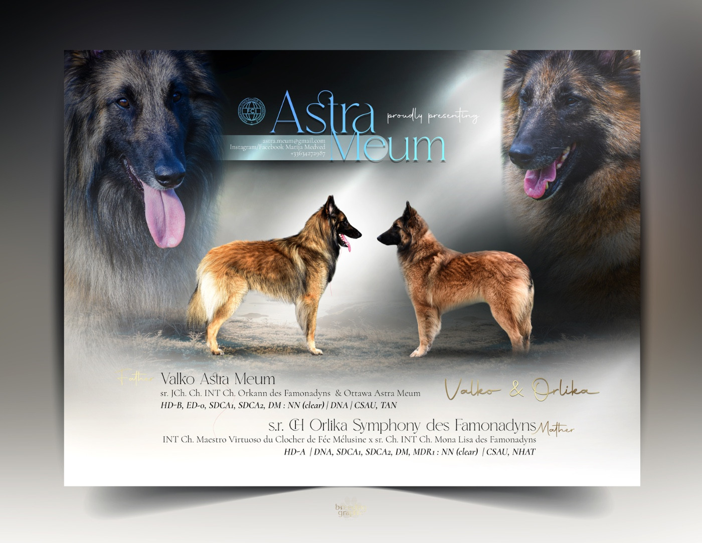 Astra Meum - Berger Belge - Portée née le 25/02/2026