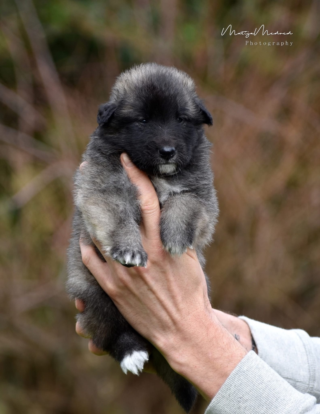 Astra Meum - Chiots disponibles - Berger Belge