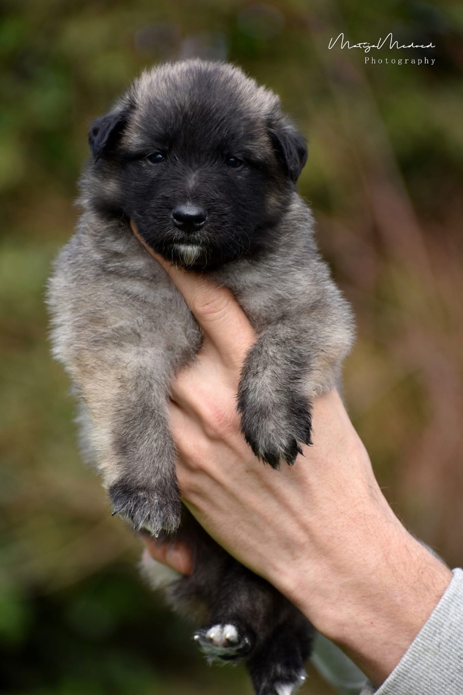 Astra Meum - Chiots disponibles - Berger Belge