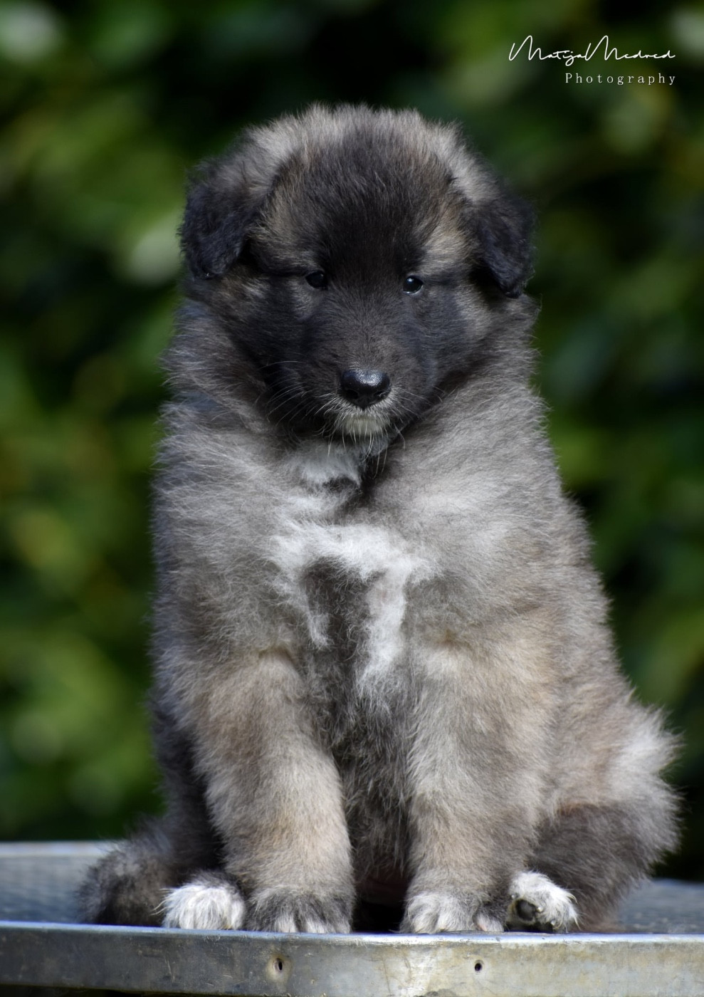 Astra Meum - Chiots disponibles - Berger Belge