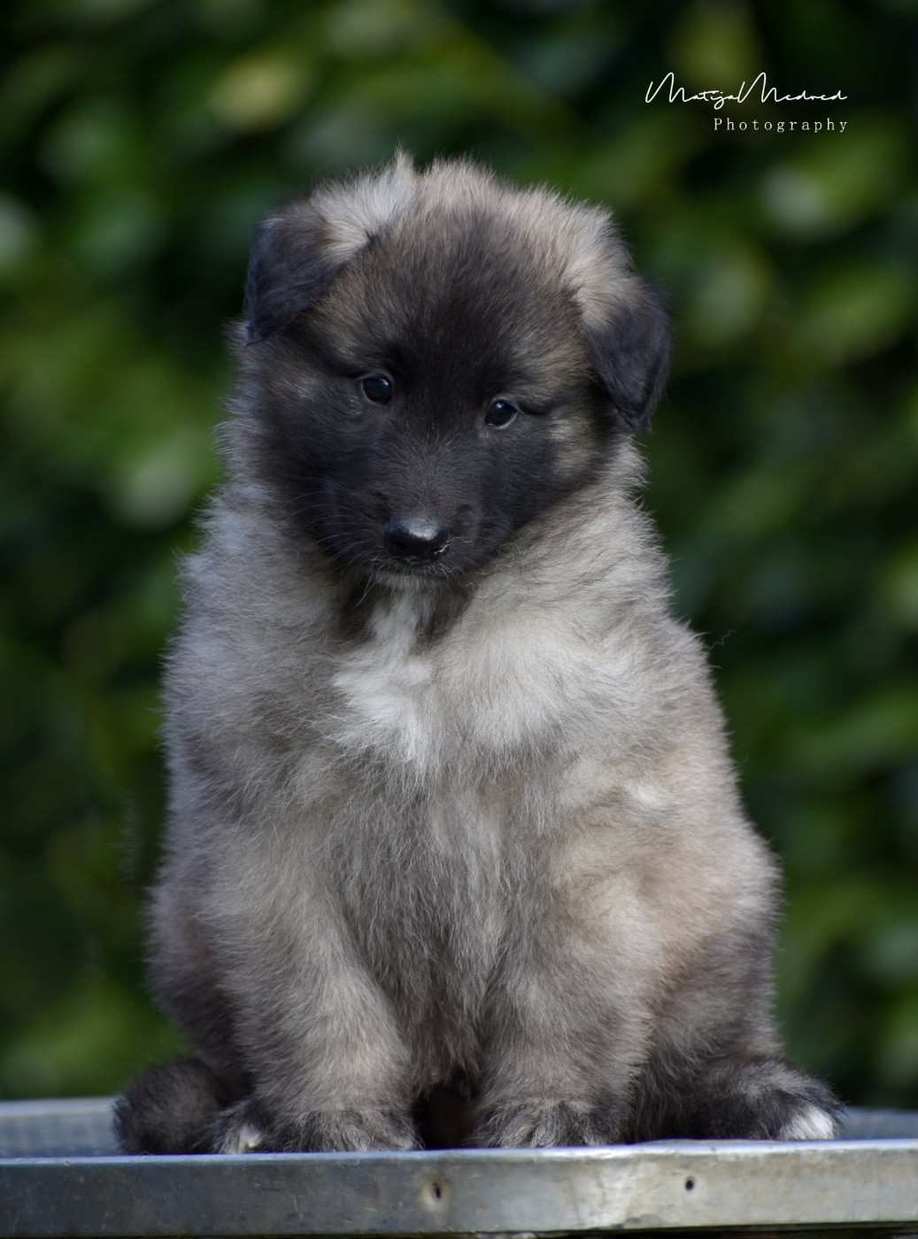 Astra Meum - Chiots disponibles - Berger Belge