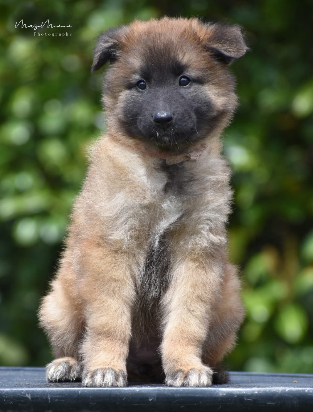 Astra Meum - Chiots disponibles - Berger Belge