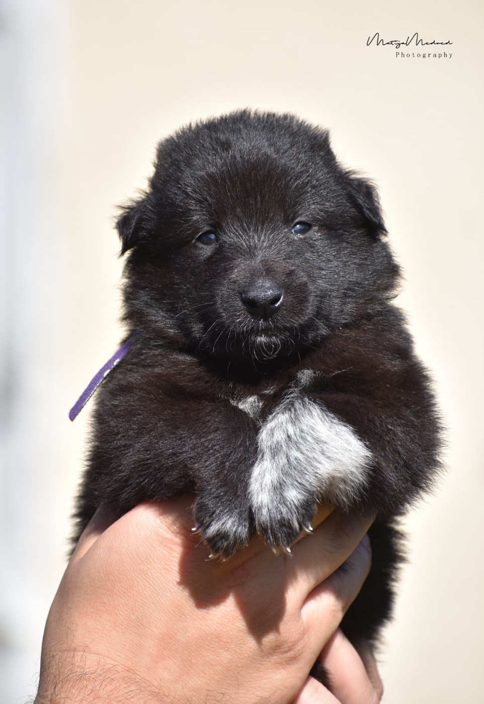 Astra Meum - Chiots disponibles - Berger Belge