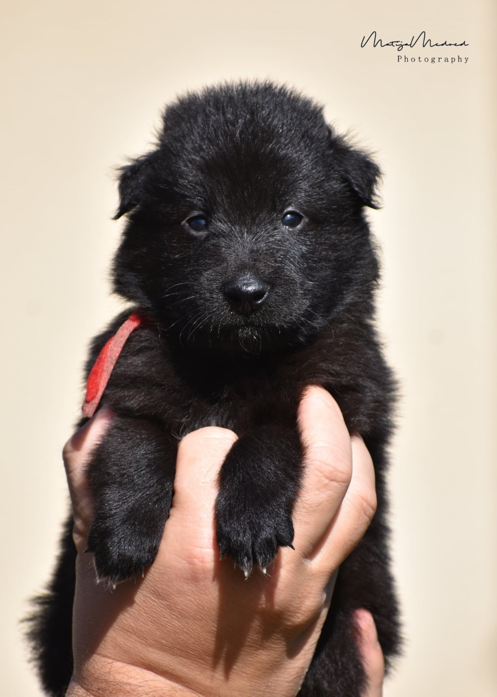 Astra Meum - Chiots disponibles - Berger Belge