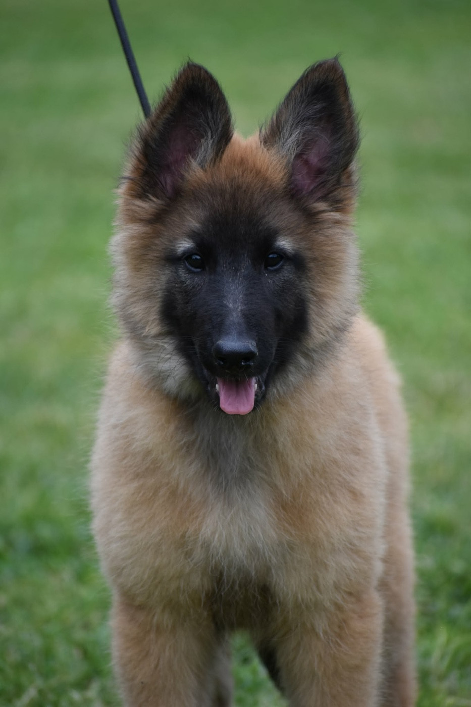 Astra Meum - Chiots disponibles - Berger Belge