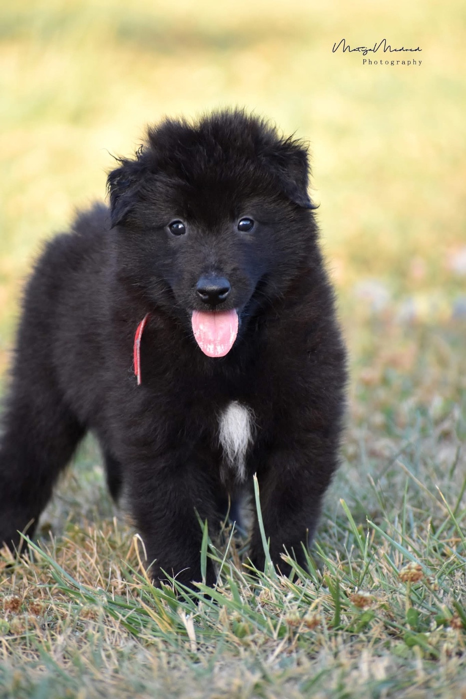 Astra Meum - Chiots disponibles - Berger Belge