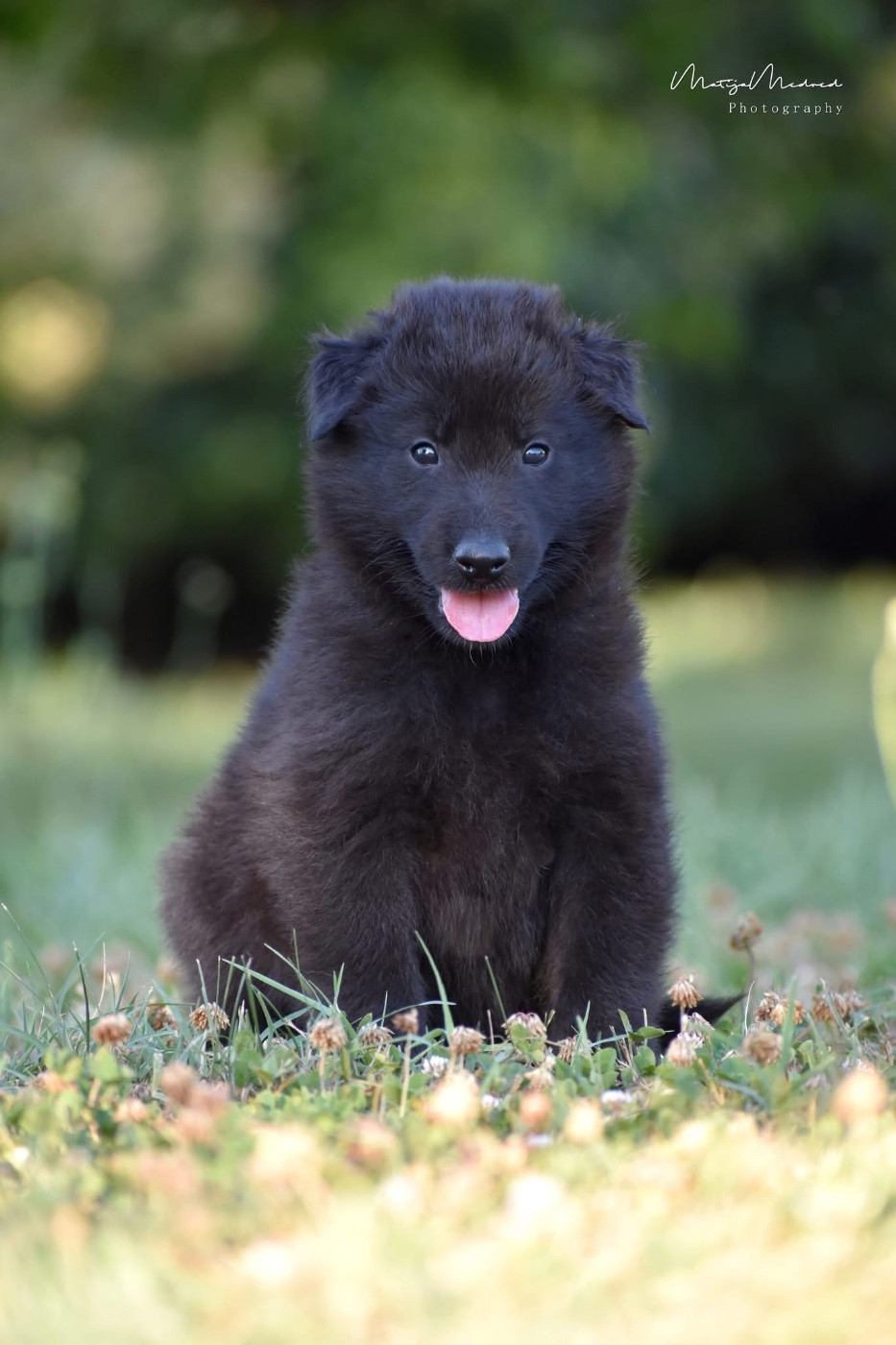 Astra Meum - Chiots disponibles - Berger Belge