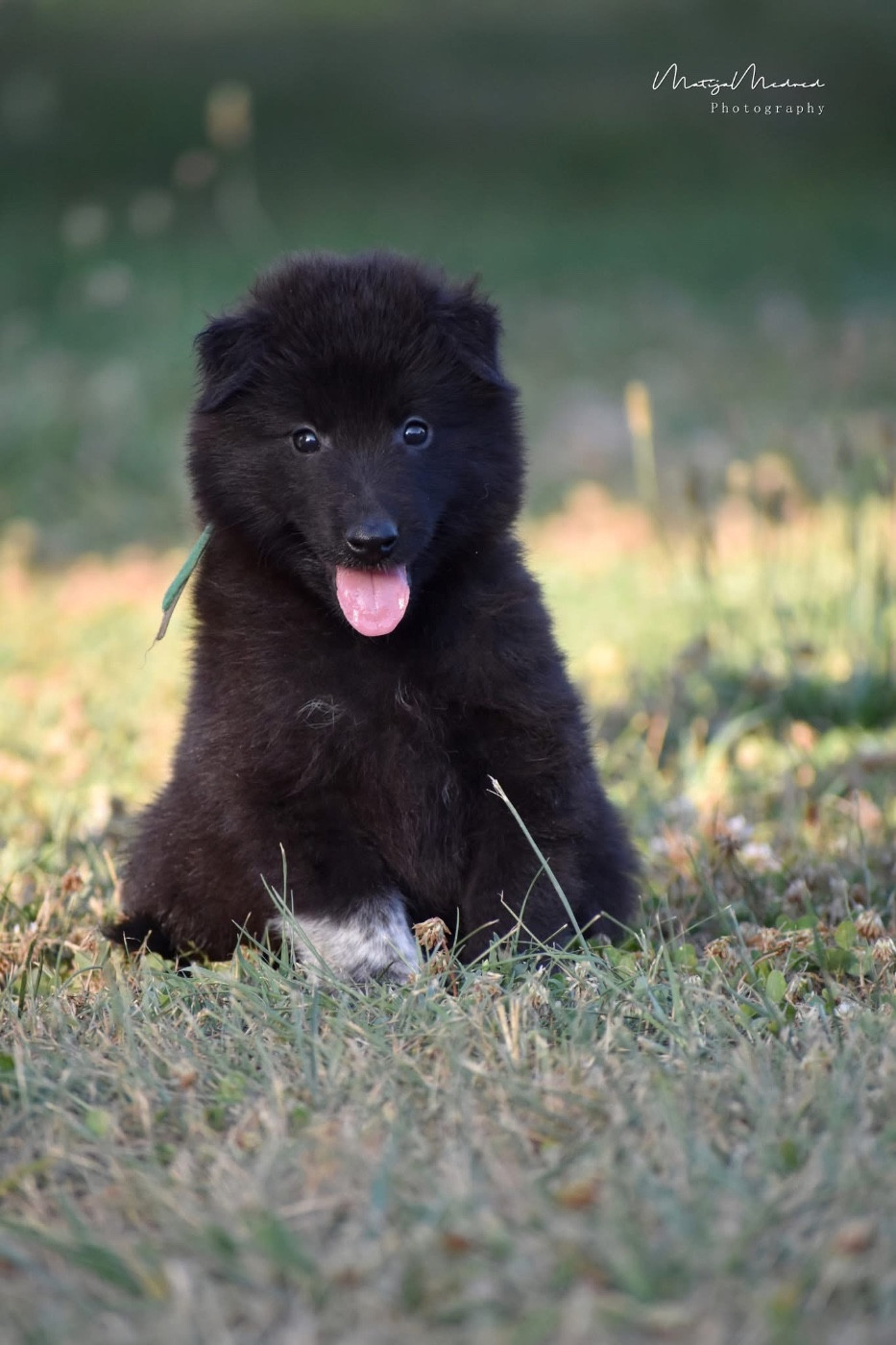 Astra Meum - Chiots disponibles - Berger Belge