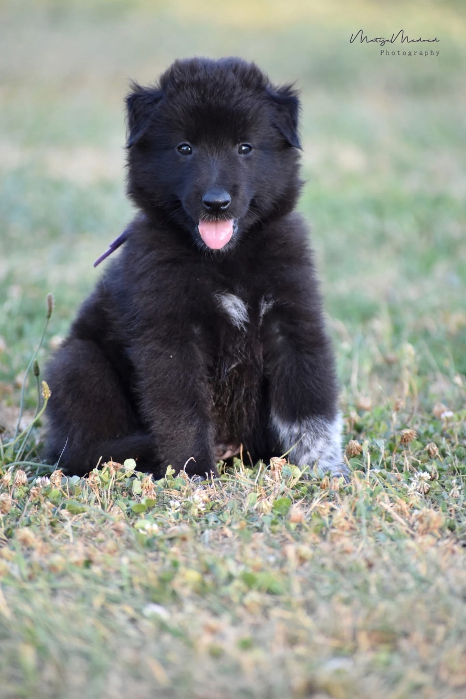 Astra Meum - Chiots disponibles - Berger Belge
