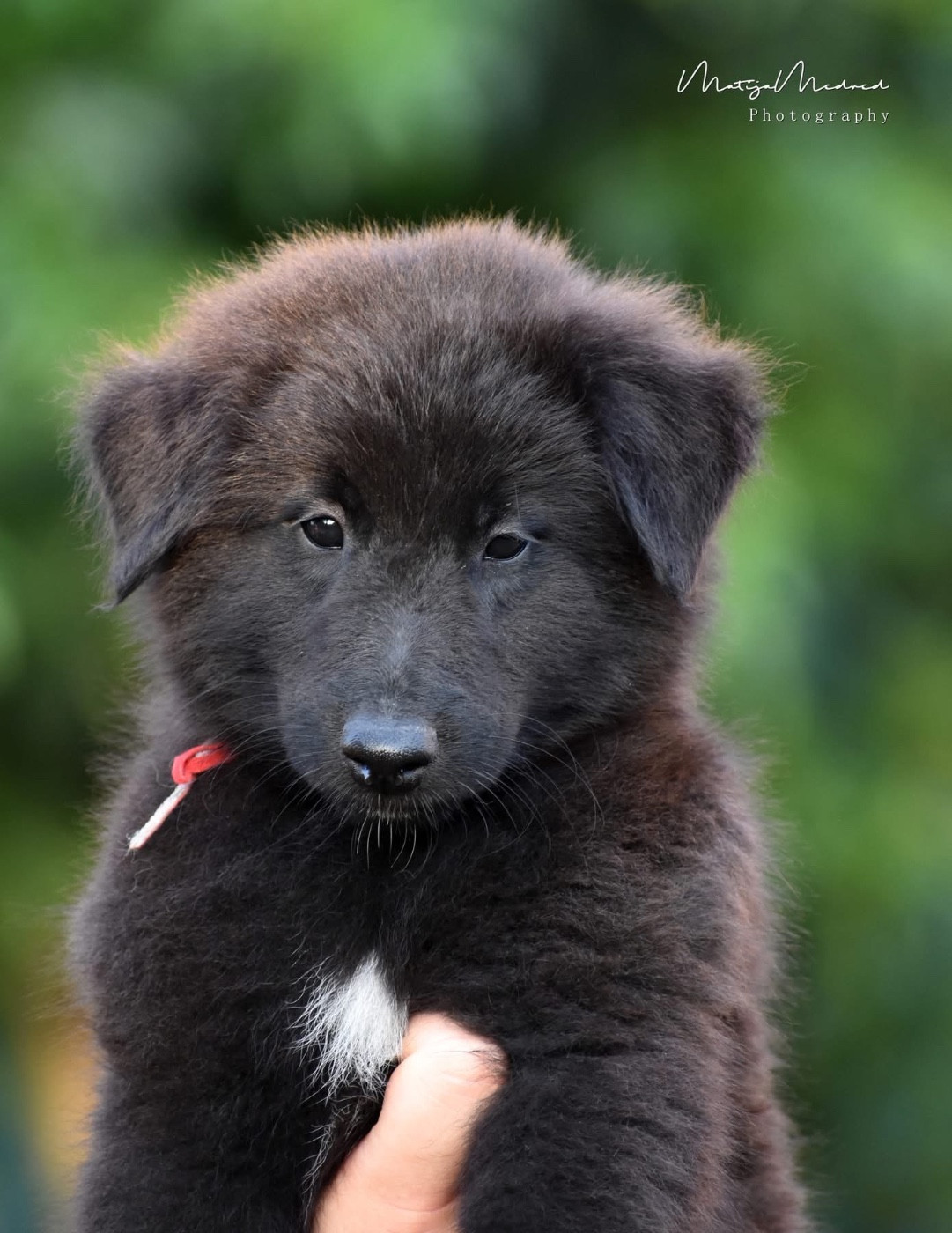Astra Meum - Chiots disponibles - Berger Belge