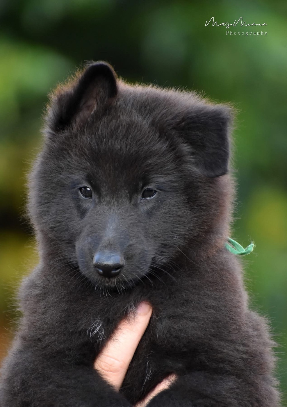 Astra Meum - Chiots disponibles - Berger Belge