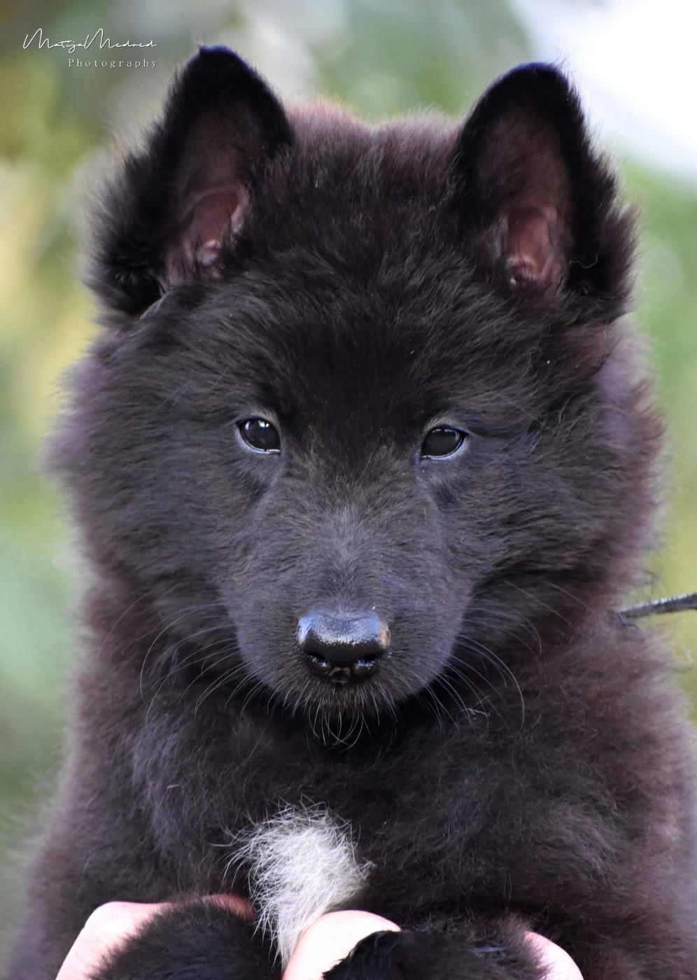 Astra Meum - Chiots disponibles - Berger Belge