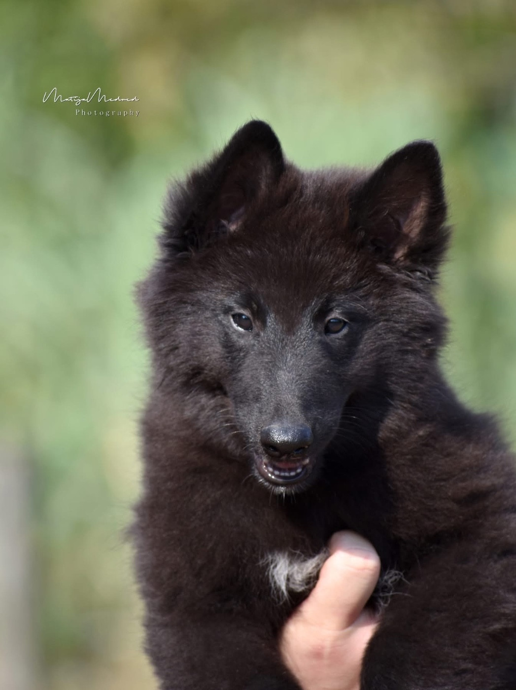 Astra Meum - Chiots disponibles - Berger Belge