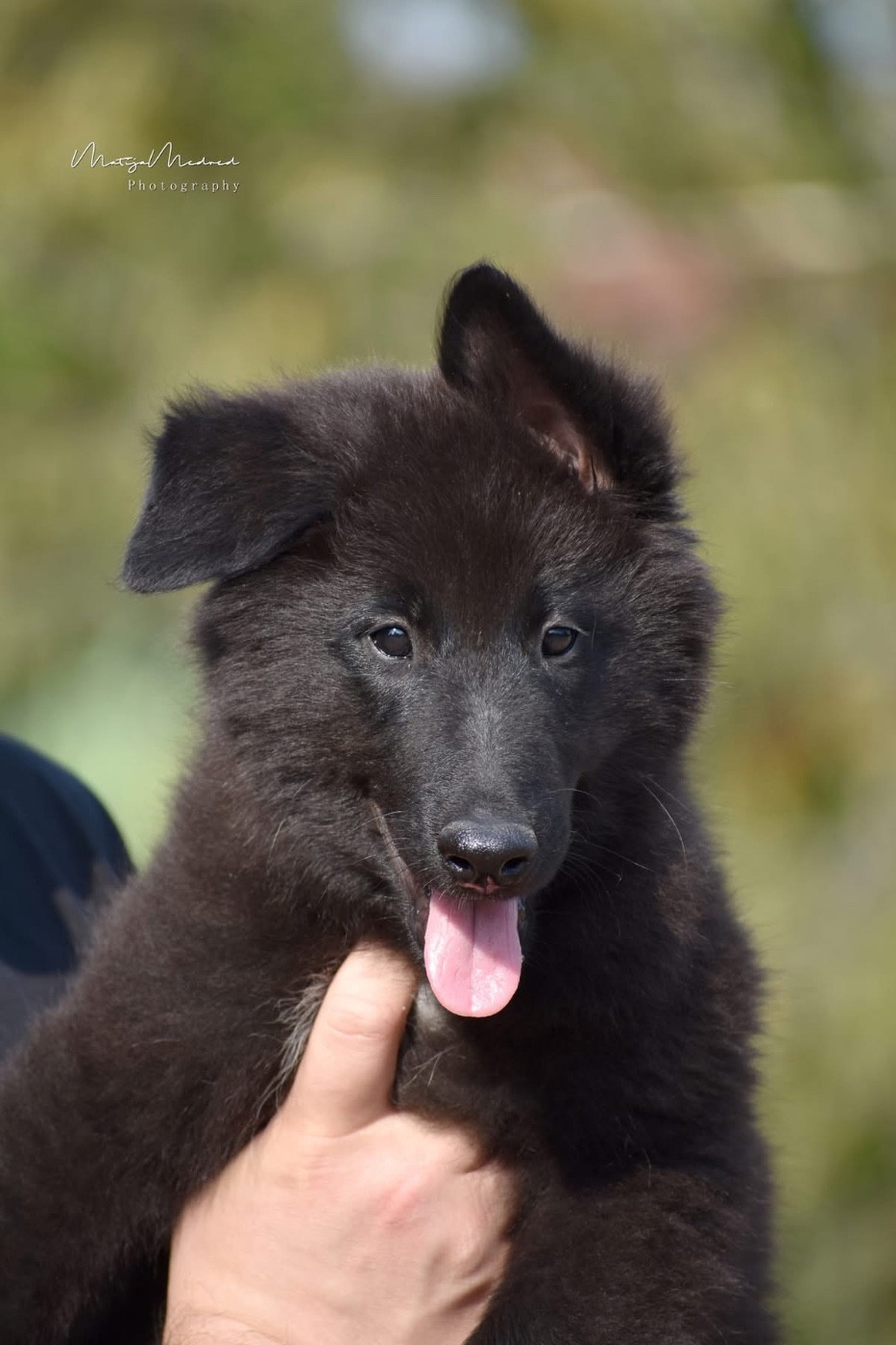 Astra Meum - Chiots disponibles - Berger Belge