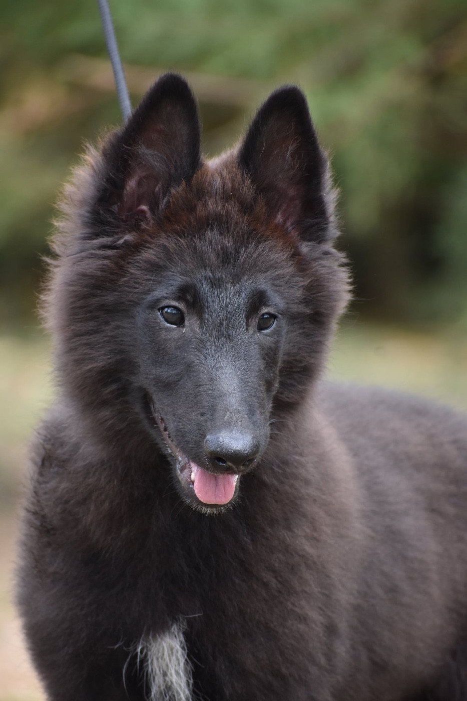 Astra Meum - Chiots disponibles - Berger Belge