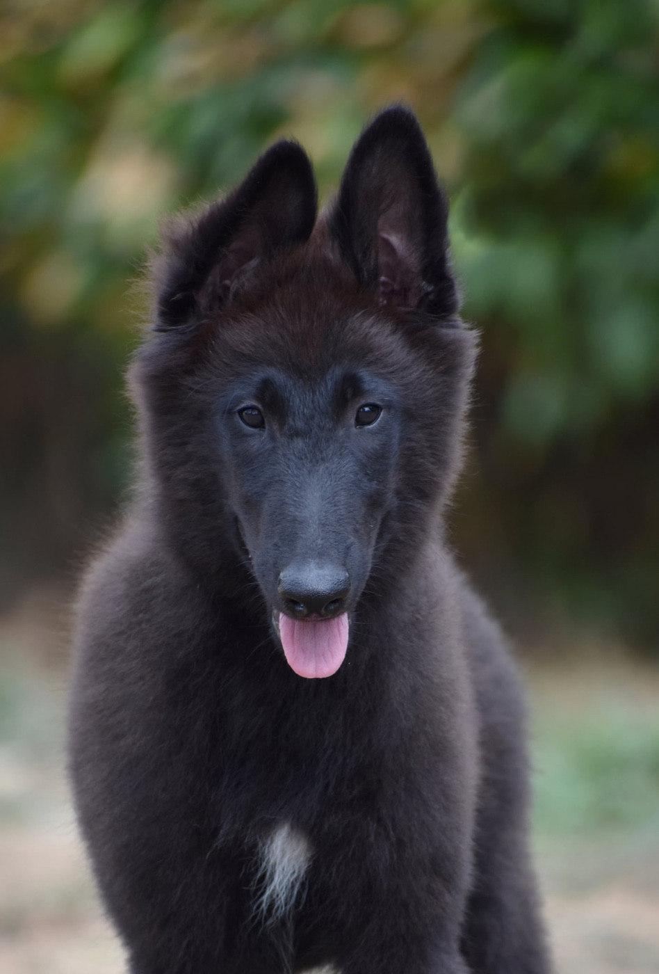 Astra Meum - Chiots disponibles - Berger Belge