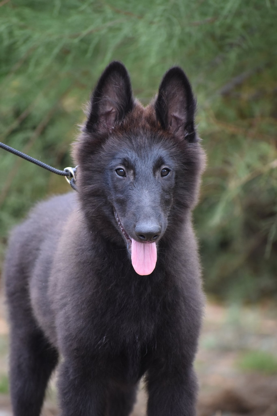 Astra Meum - Chiots disponibles - Berger Belge