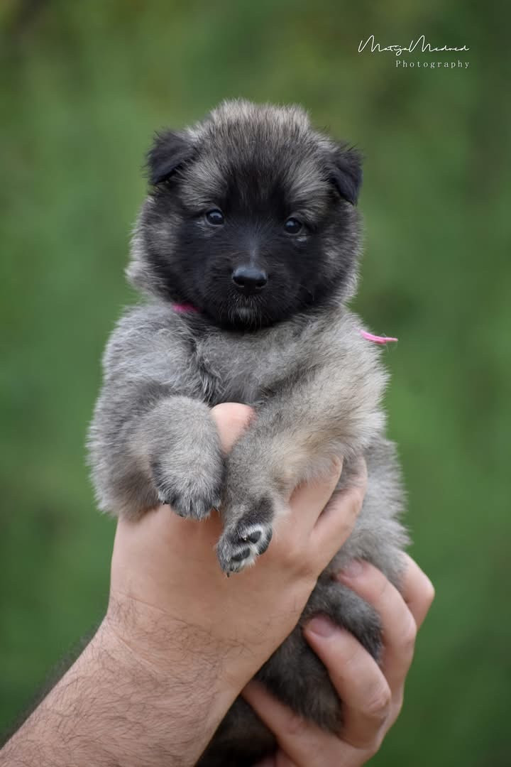 Astra Meum - Chiots disponibles - Berger Belge
