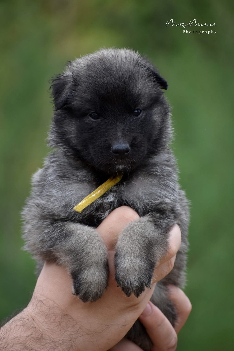 Astra Meum - Chiots disponibles - Berger Belge