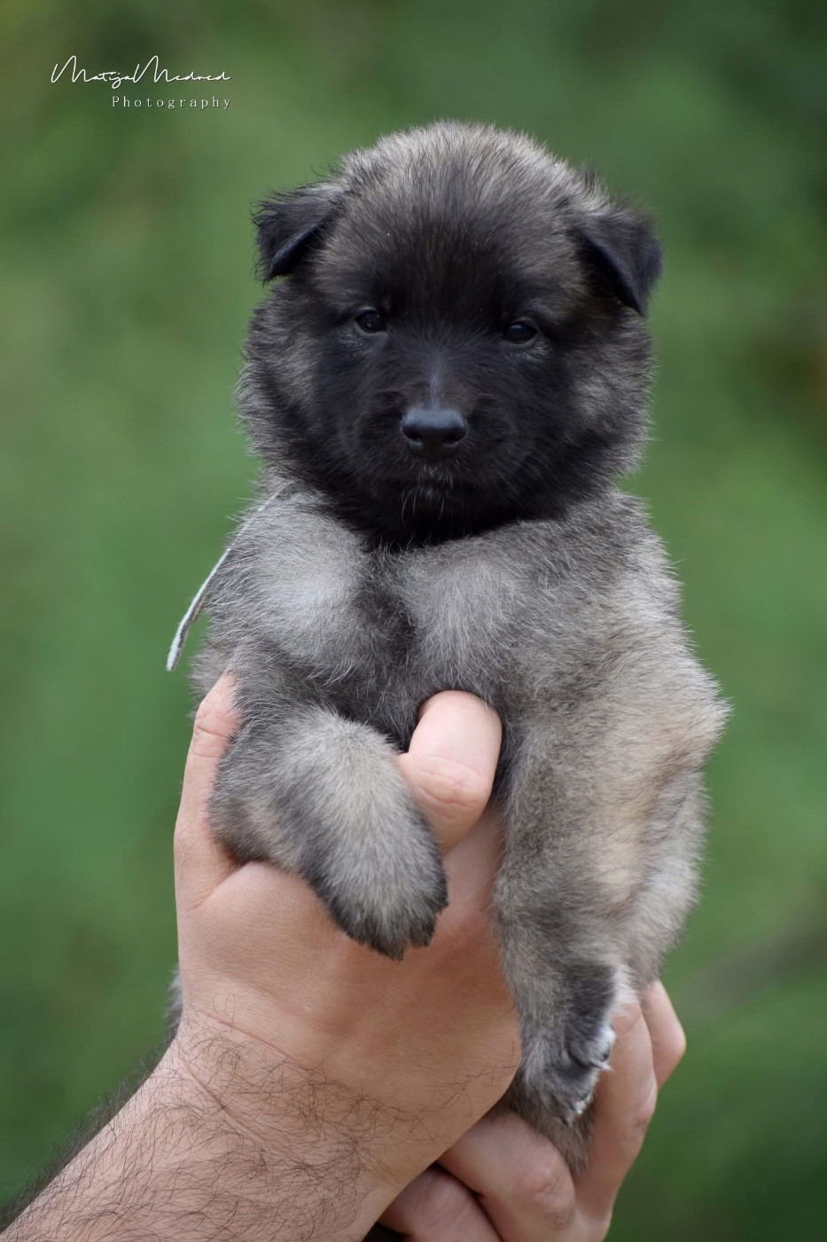 Astra Meum - Chiots disponibles - Berger Belge