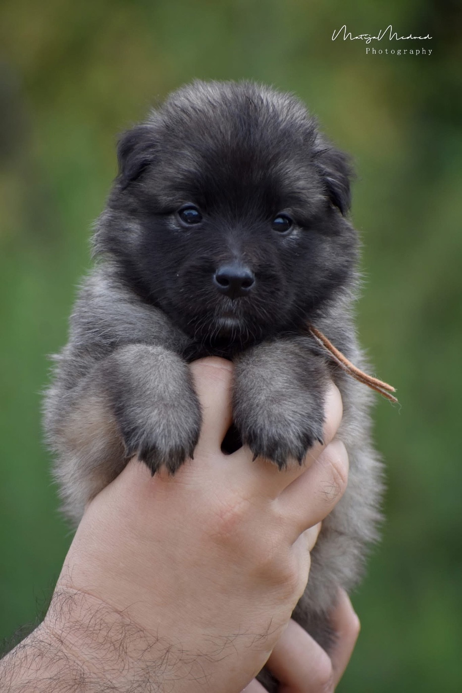 Astra Meum - Chiots disponibles - Berger Belge