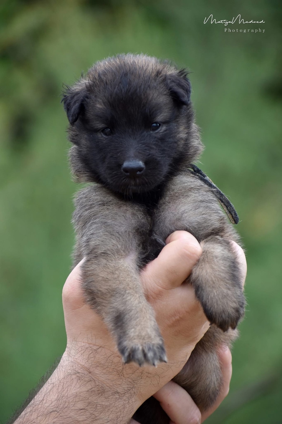 Astra Meum - Chiots disponibles - Berger Belge