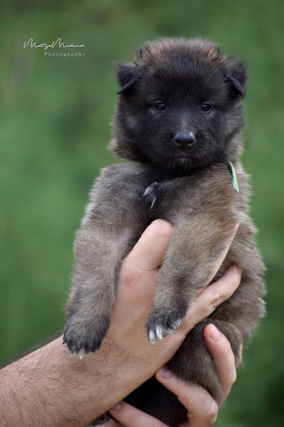 Astra Meum - Chiots disponibles - Berger Belge