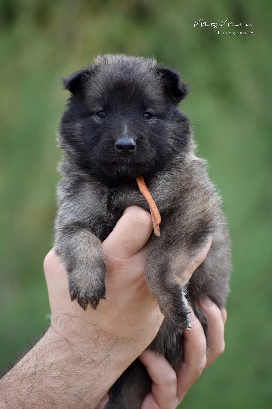 Astra Meum - Chiots disponibles - Berger Belge