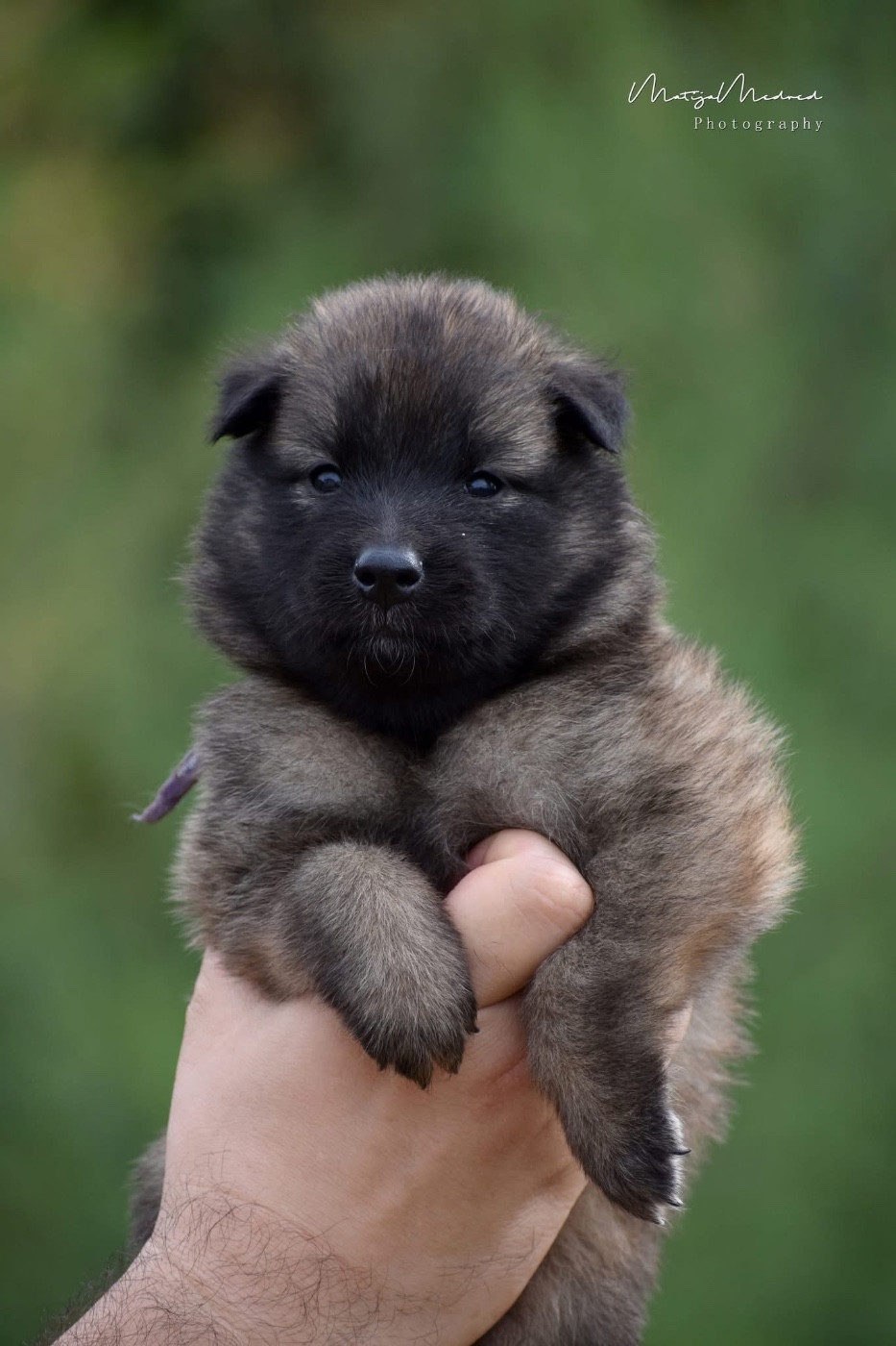 Astra Meum - Chiots disponibles - Berger Belge