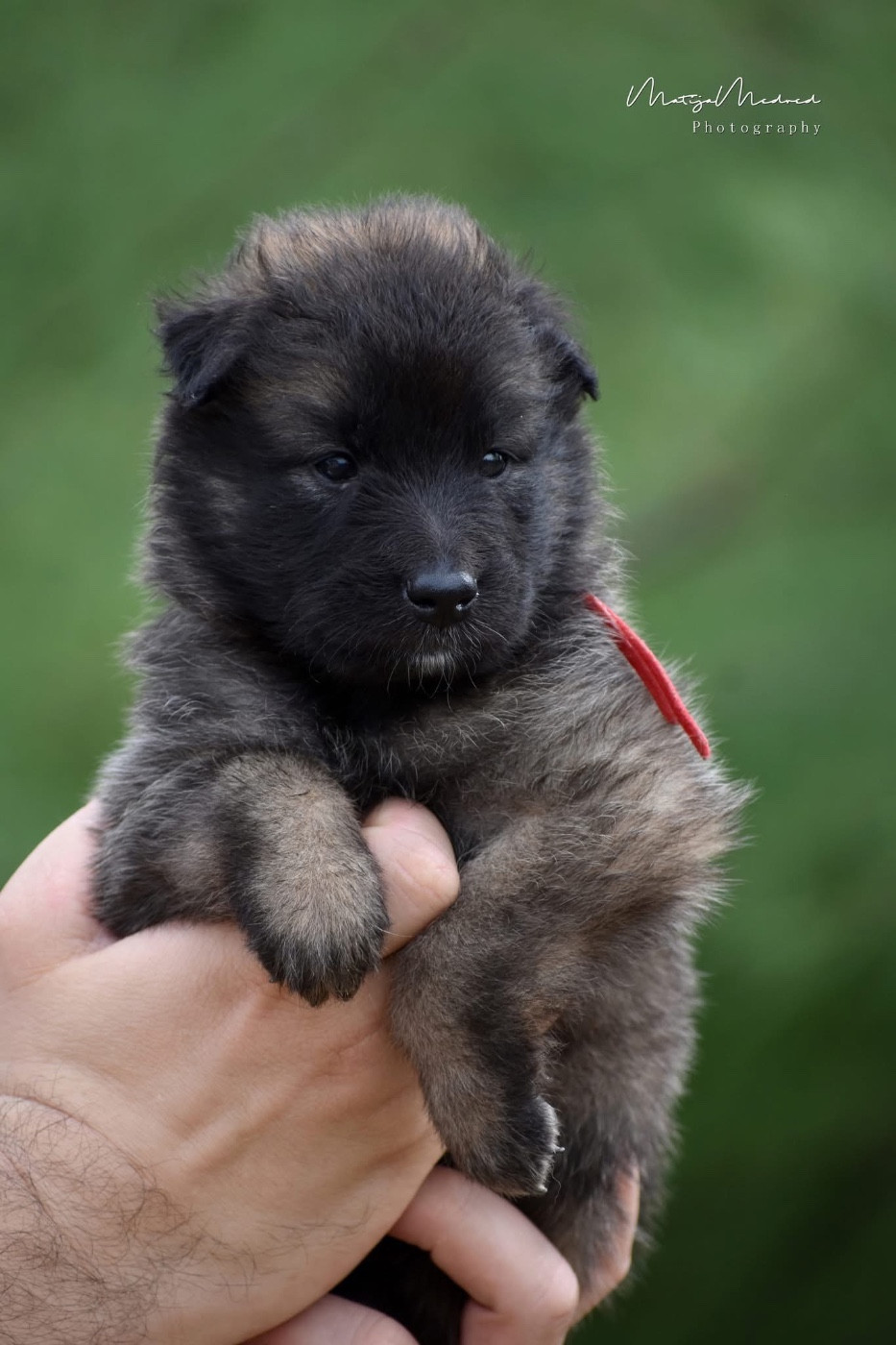 Astra Meum - Chiots disponibles - Berger Belge