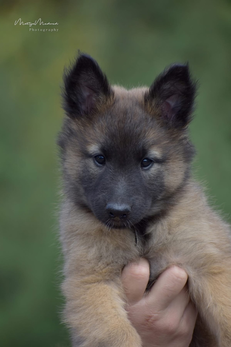 Astra Meum - Chiots disponibles - Berger Belge