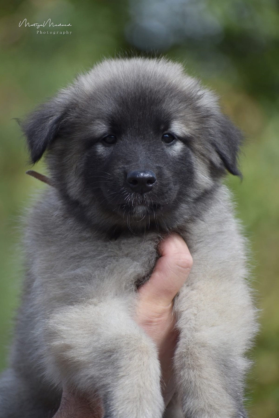 Astra Meum - Chiots disponibles - Berger Belge