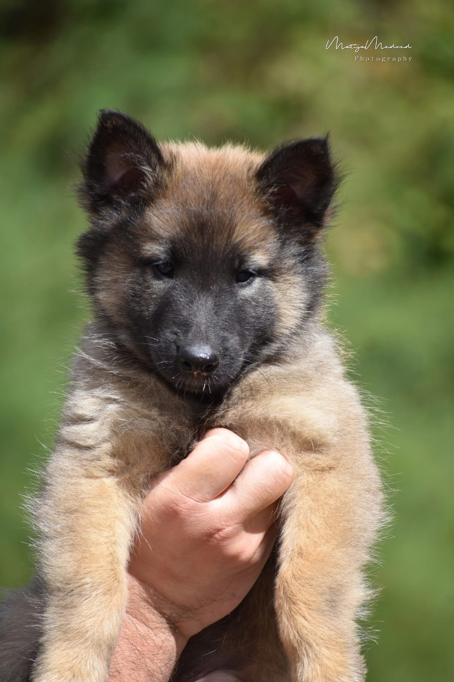 Astra Meum - Chiots disponibles - Berger Belge